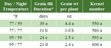 Effect of temperature on grain fill duration, grain weight per plant and kernel number.
