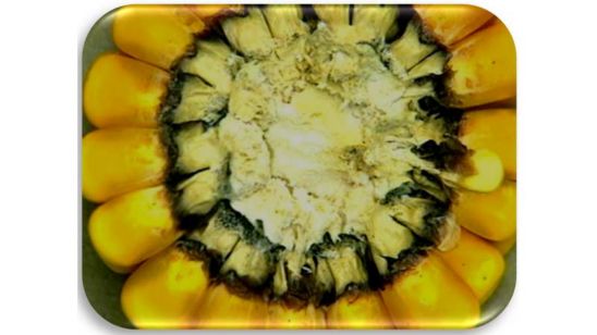 Corn cob damaged by Nigrospora ear rot.