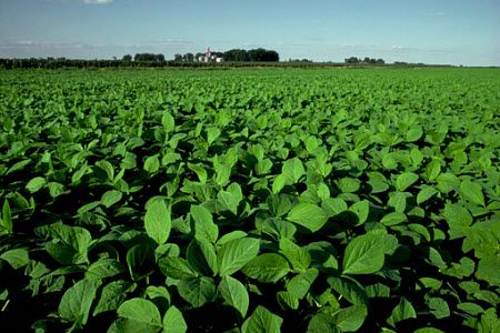 Nitrogen Fertilizer for Soybean | Pioneer® Seeds