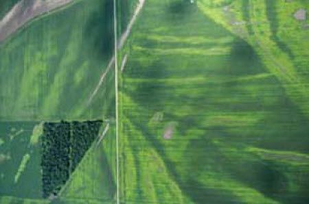 Aerial photograph showing nitrogen loss.