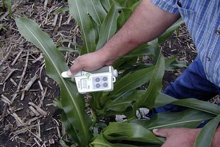 Chlorophyll meter being used to collect readings in corn.