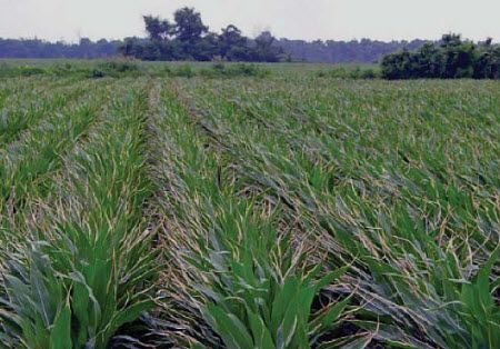 Leaf burn to margins of plants receiving aerial broadcast nitrogen fertilization.