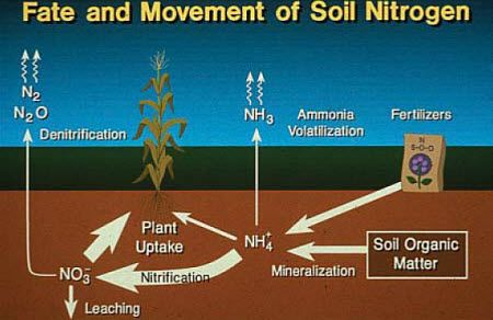 The nitrogen cycle