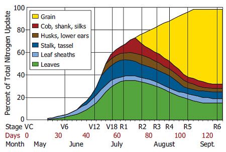 Timing of nitrogen uptake in corn. Source: Iowa State University Extension.