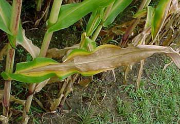 Photo: Classic symptoms of nitrogen deficiency on corn leaf.