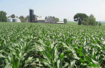 Cornfield at the beginning of the rapid N uptake phase.