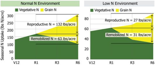 Seasonal N uptake (lbs N/acre) for hybrids grown under normal (left) and low (right) N supply near Sciota, Ill., 2011.