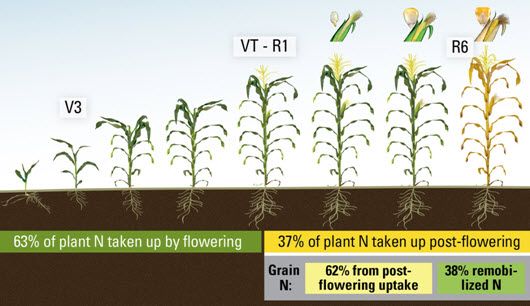 Percent of N taken up by the plant before and after flowering, and percent of N in the grain from postflowering.