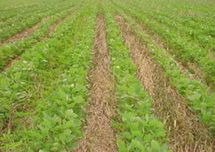 No-till soybean following cereal rye cover crop.