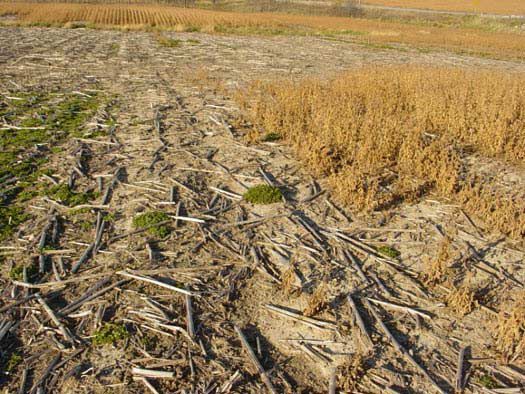 Photo showing leaf damage caused by juvenile slugs.