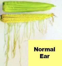 Normal corn ear (silks exposed to pollen daily.)