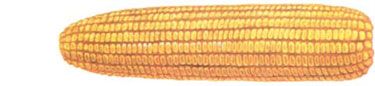 normal corn ear