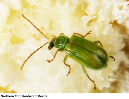 Northern Corn Rootworm Beetle