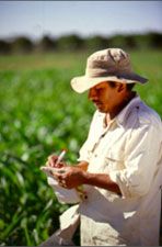 Taking notes on the grain sorghum material at the Puerto Vallarta winter nursery, Mexico.