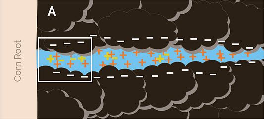 As water is pulled from the pore, water deeper in the pore moves toward the surface edge of the pore.  Nutrients in this water fraction are less available for plant uptake.