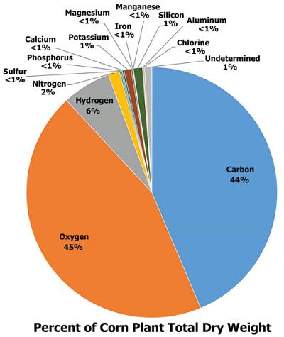 Percent of Corn Plant Total Ddry Weight