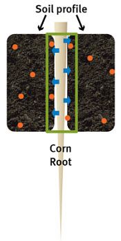 Corn roots exude hydrogen into the soil profile to acidify soil immediately surrounding the root.