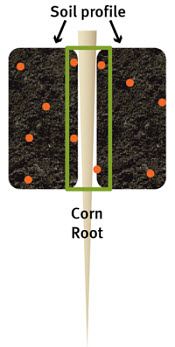 Corn roots can extract only those nutrients from soil immediately surrounding the root tissue.