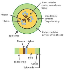 Cross sections of a corn root.