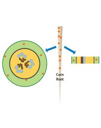Initial location of nutrients.