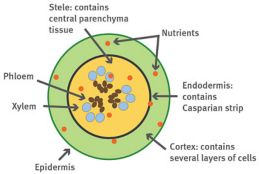 Regulatory process for nutrient uptake.