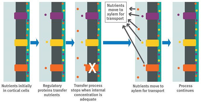 Regulatory process for nutrient uptake.