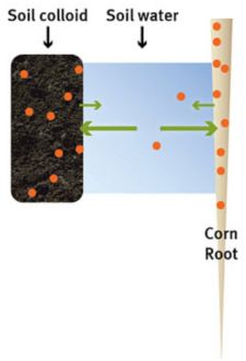 Nutrient transfer between soil colloid and corn root.