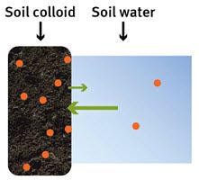 Nutrient transfer between soil colloid to soil water.