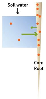 Nutrient transfer between soil water and corn root.