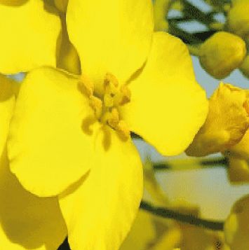 Oilseed rape field