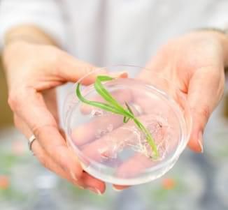 Plant-derived insulator elements for predictable gene expression