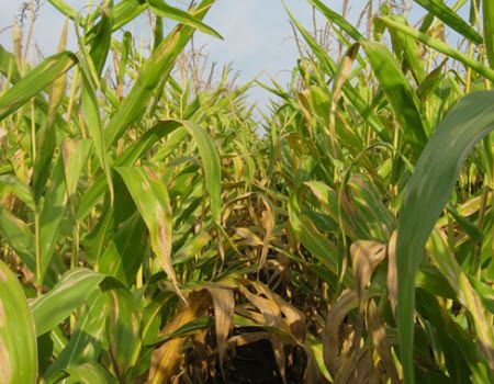 Corn field severely deficient in nitrogen due to excessive rainfall and sustained wet field conditions.