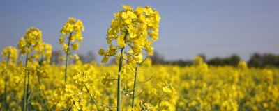 Flowering OSR