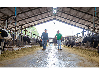 Dois homens andando por um estábulo e conversando, ao lado vacas leiteiras se alimentando.