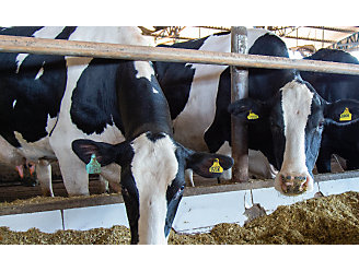 Vacas leiteiras comendo silagem.