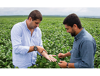 Dois homens no meio da lavoura de soja analisando a semente que está na mão de um deles.