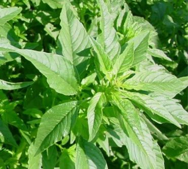 Palmer amaranth poinsettia-like rosette leaf arrangement when viewed from above