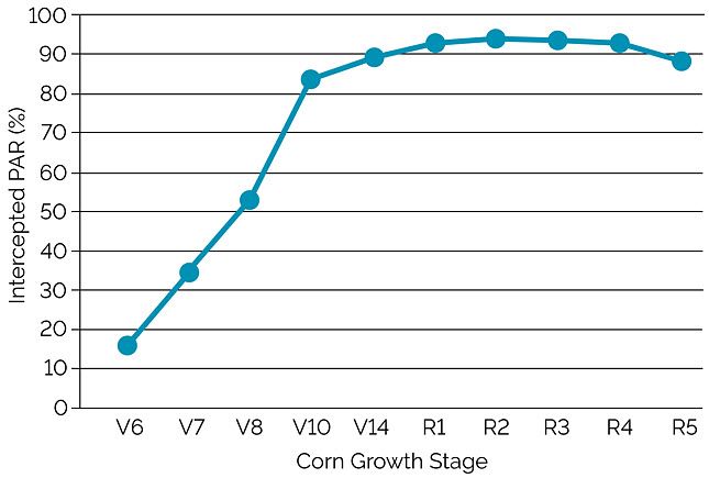 Chart showing percent of incident photosynthetically active radiation intercepted by a corn canopy in central Iowa planted in 30-inch rows.