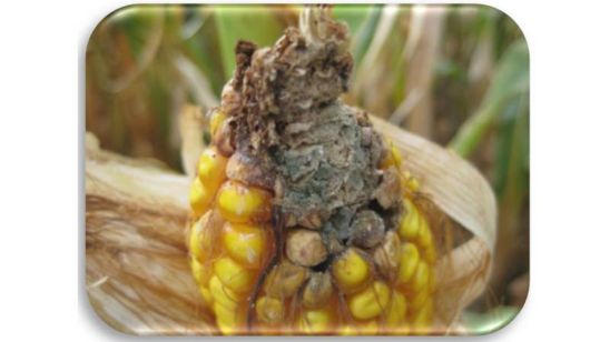 Corn cob damaged by Penicillium ear rot.