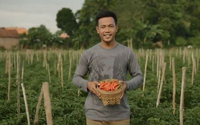 Male farmer checking tomato plant