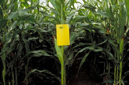 Pherocon AM/NB traps are used to sample for corn rootworms. Proper placement in corn is at ear height.