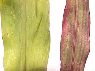 Phosphorus deficiency symptoms in sorghum.