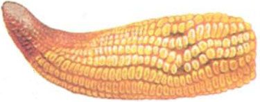corn ear showing phosphate shortage symptoms
