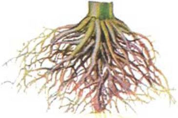 damage to corn roots from phosphate shortage