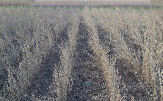 Soybeans - conventional management system (left) with noticeably greater symptoms of anthracnose compared to the intensive management system (right).