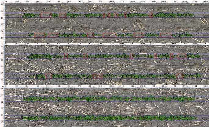 Early season soybean rows, treated & untreated
