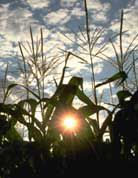 Photo: Photosynthesis