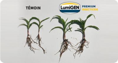 UN DÉVELOPPEMENT RACINAIRE ET FOLIAIRE PLUS IMPORTANT 