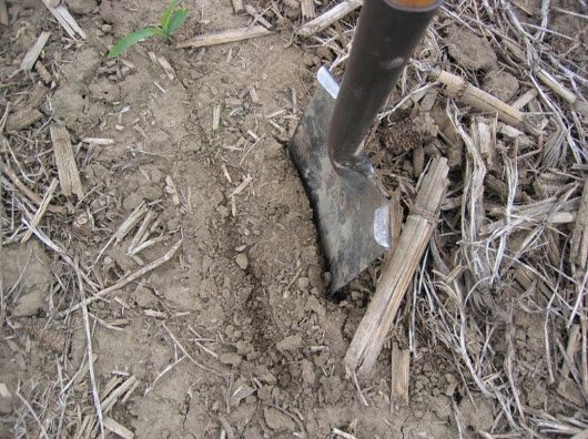 Closeup photo showing spade placement for digging a section of a seed furrow.