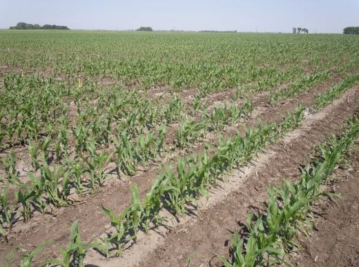 Photo showing a field with a Pioneer plant population research experiment.